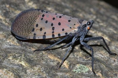Spotted_lanternfly
