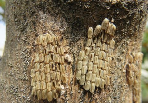 Spotted_lanternfly_eggs