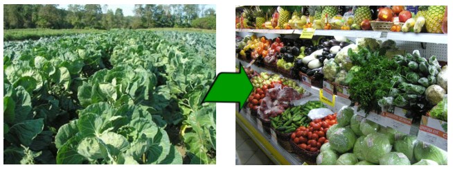 arboriculture-asis-3